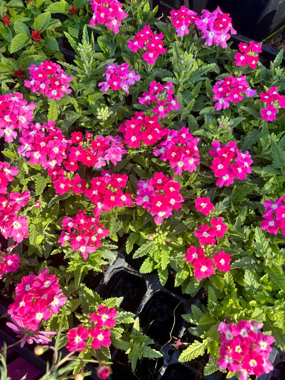 Mine Çiçeği (Verbena) — Canım Doğa Fidanlığı
