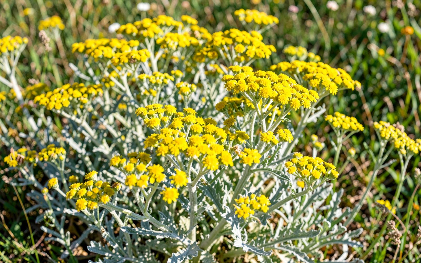 Altın Otu (Helichrysum)